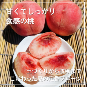 甘くてしっかり食感の桃。土づくりから収穫までこだわった夏の定番フルーツ