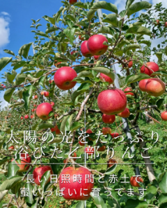 太陽の光をたっぷり 浴びた乙部りんご