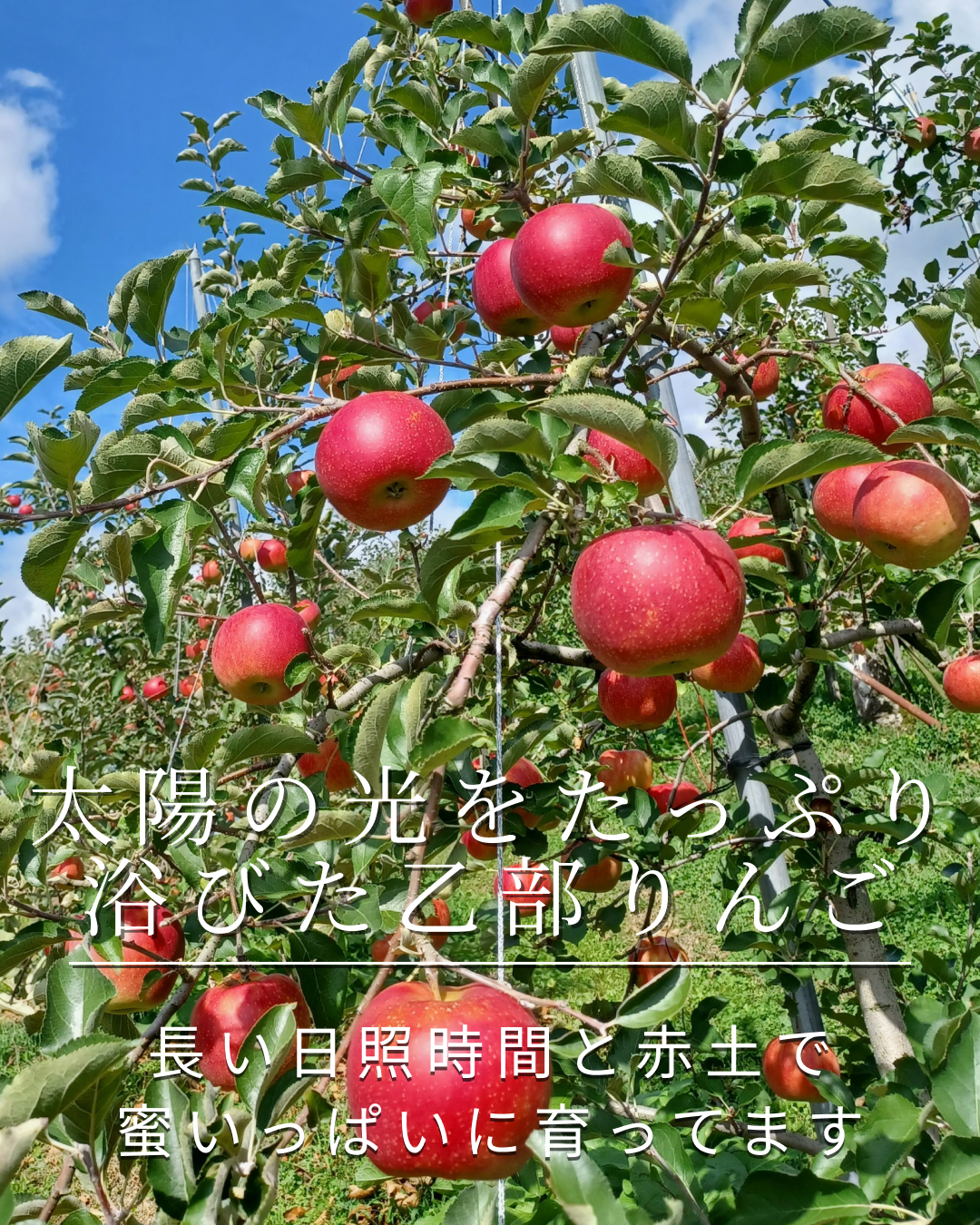 太陽の光をたっぷり 浴びた乙部りんご | 美食王国もりおか