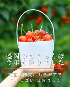 盛岡のさくらんぼ 今年も実りました【サンファーム】